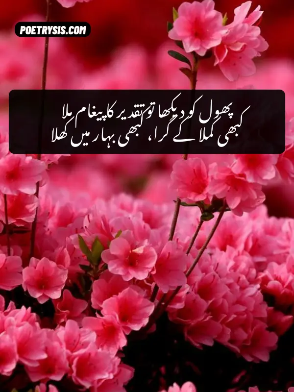 Phool Poetry in Urdu – 2 Lines